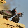 Ibis skalni - Geronticus eremita - Waldrapp - Bald Ibis 5872